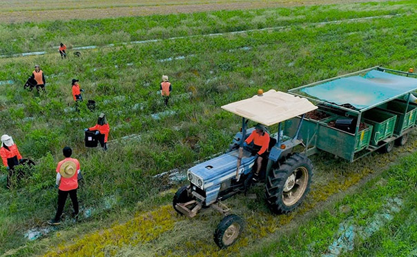 Bundaberg Agriculture Showcase
